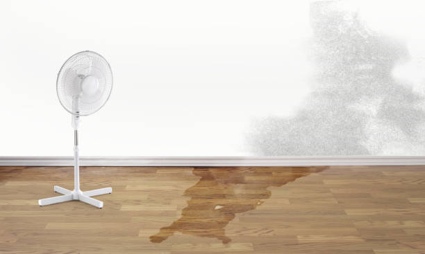 Best Water damage cleanup near me  in Leesburg, GA